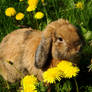 Spring time