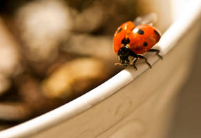 Ladybug