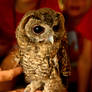 An Owl