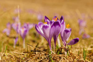 Crocus