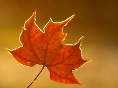 Golden autumn