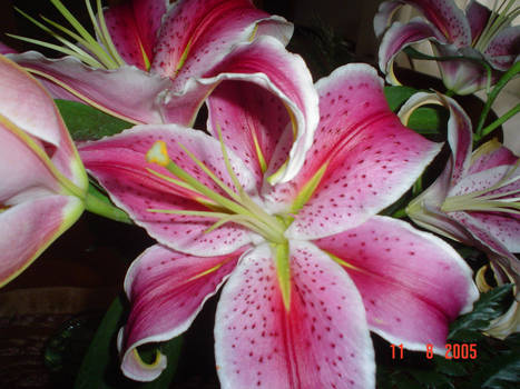 Lilium