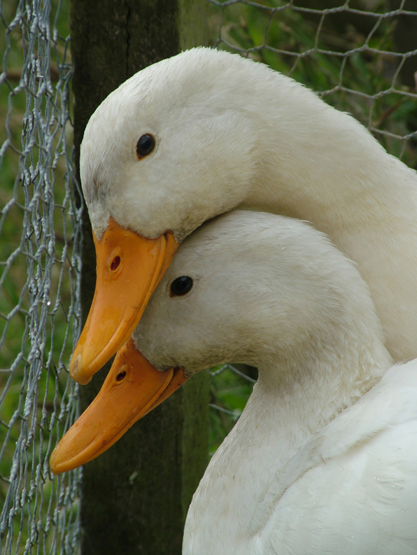 Duck couple