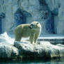 Polar bear