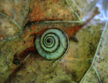 spiral shell and autumn leaf