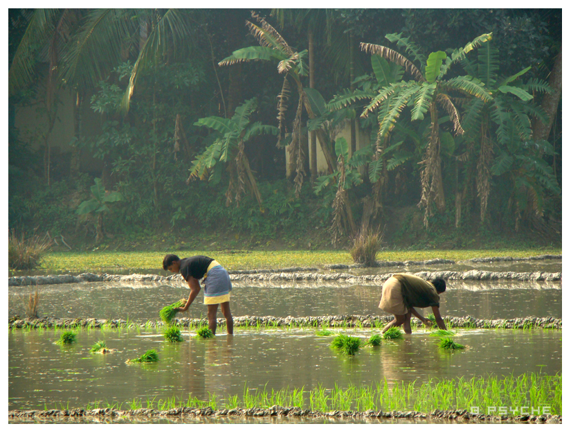 Farming off to Live