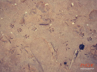 Footprints