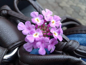 Purple Flowers