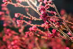 Flower of sun by Nendy