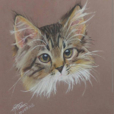Kitten - Soft pastel