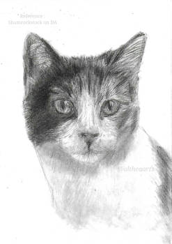 CAT - Charcoal pencil