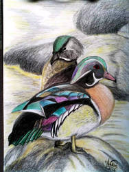 Wood ducks pair