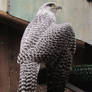 Gyrfalcon form