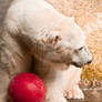 Polar Bear 0009