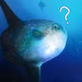 Sunfish?