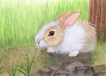 a cute rabbit by dabbuti
