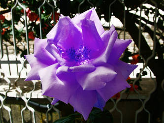 Purple Rose