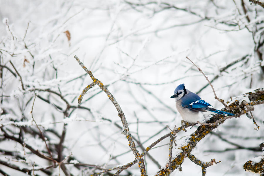 Blue Jay