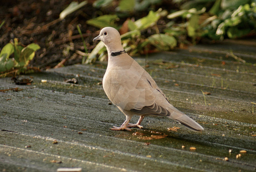 Ringdove