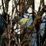 Blue tit