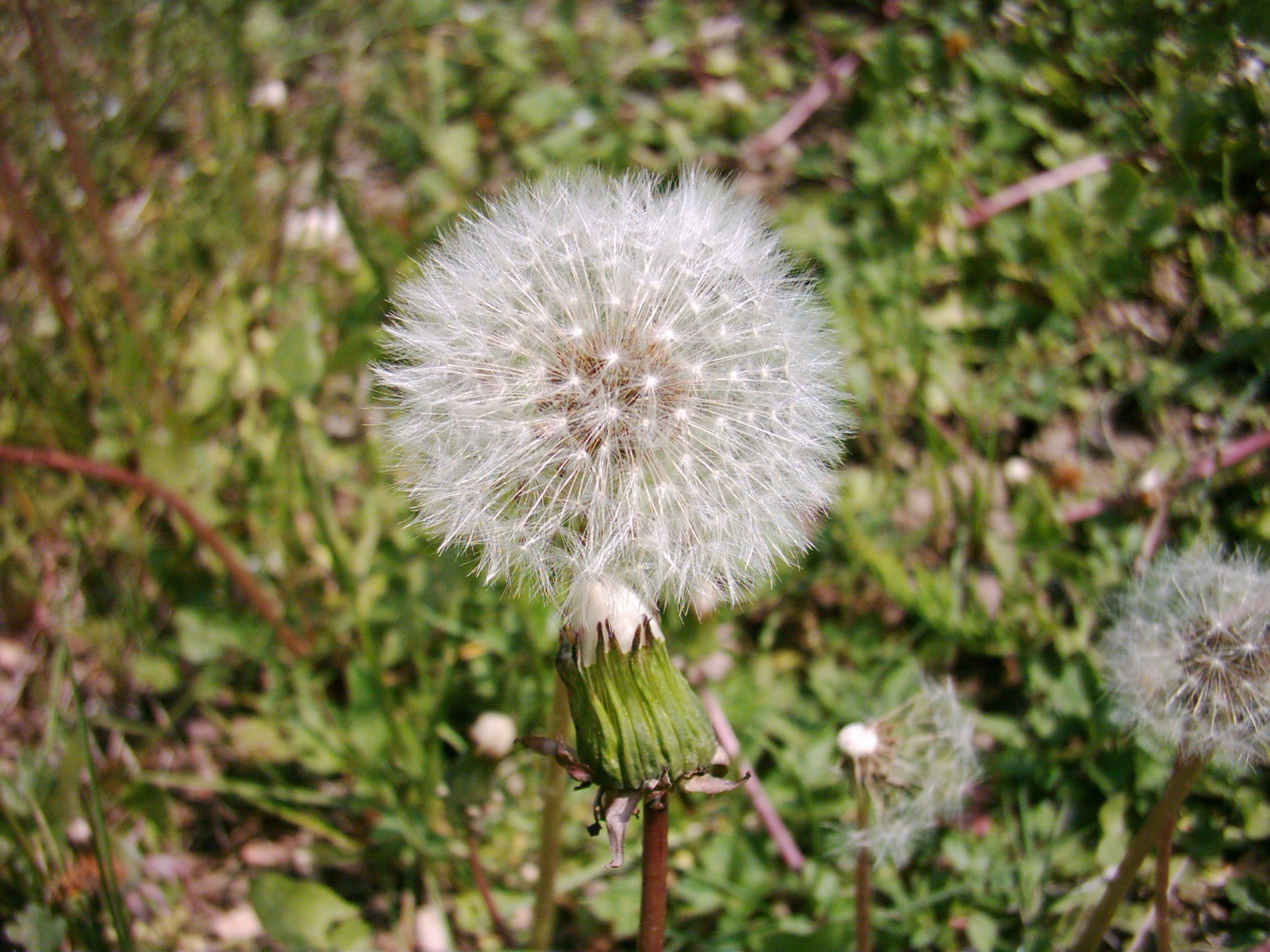 dandelion