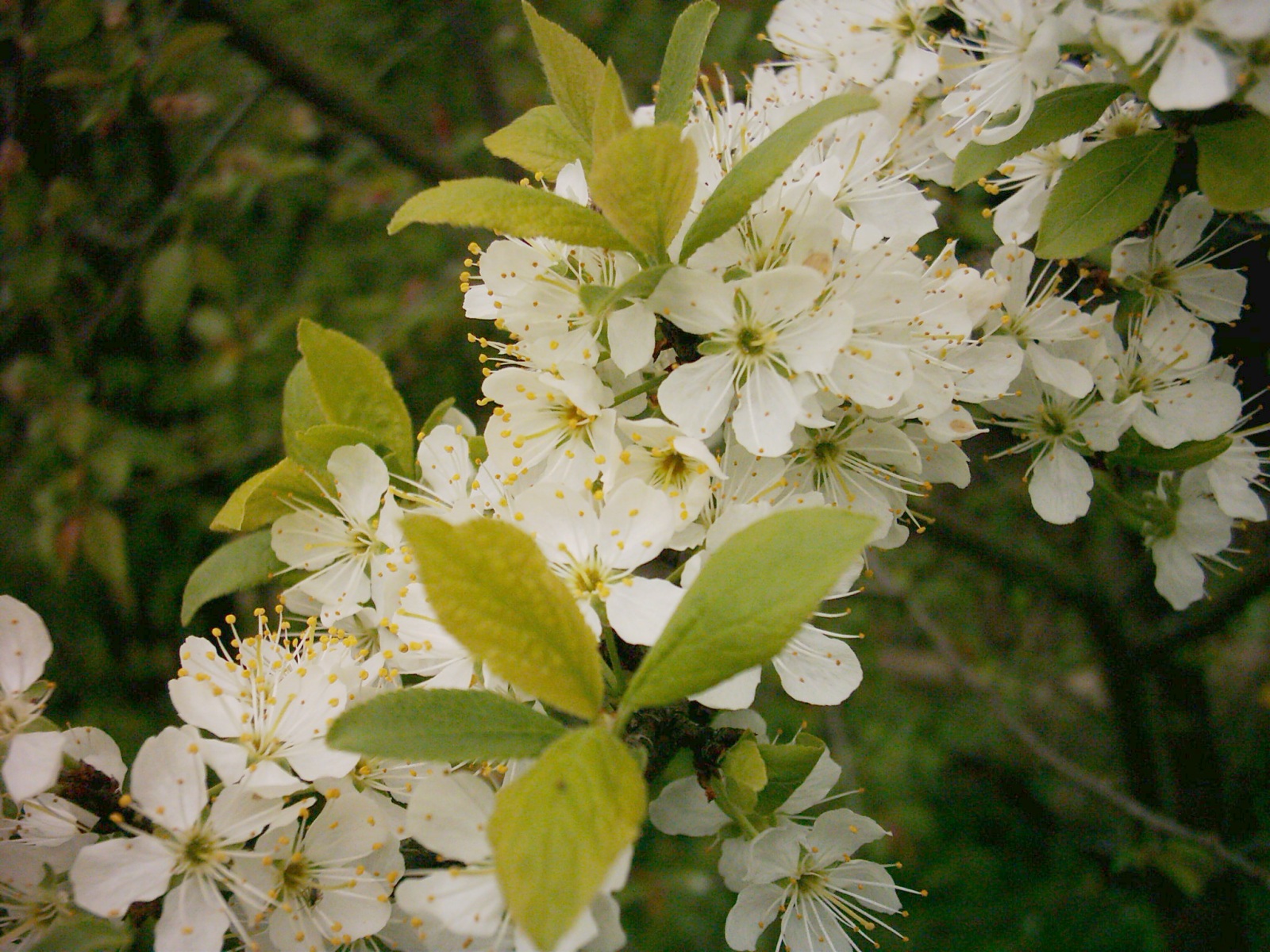 white apple flowers