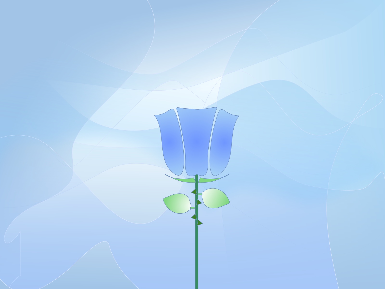 blue rose