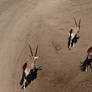 Antelopes