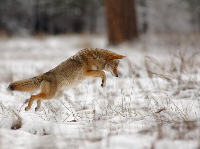 Coyote In Yosemite National PK