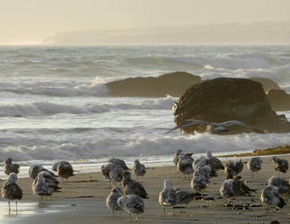 Gulls On Jalama Beach