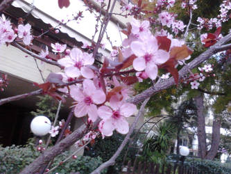 A cherry tree or an almond ?