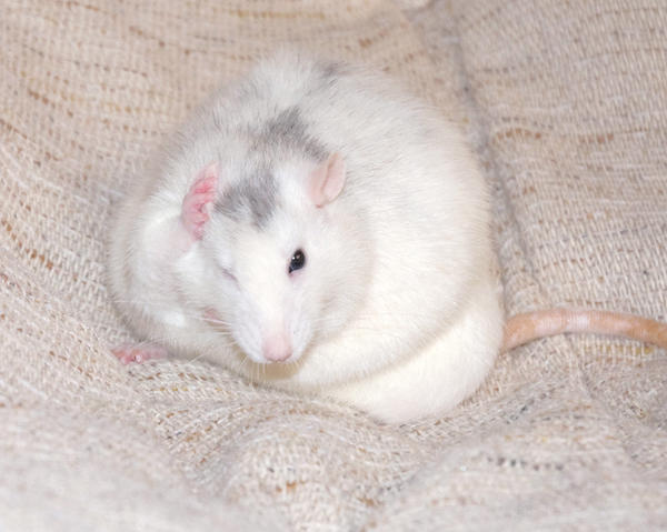 Rat - Elmo 2 by nakasha on DeviantArt