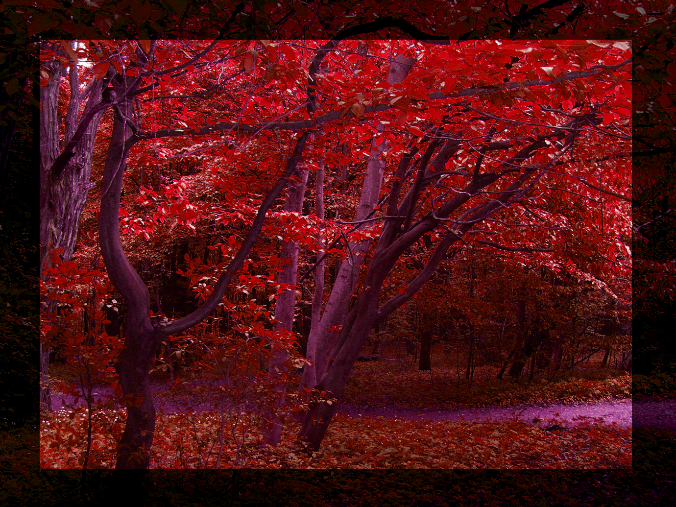 Forest 3 red.