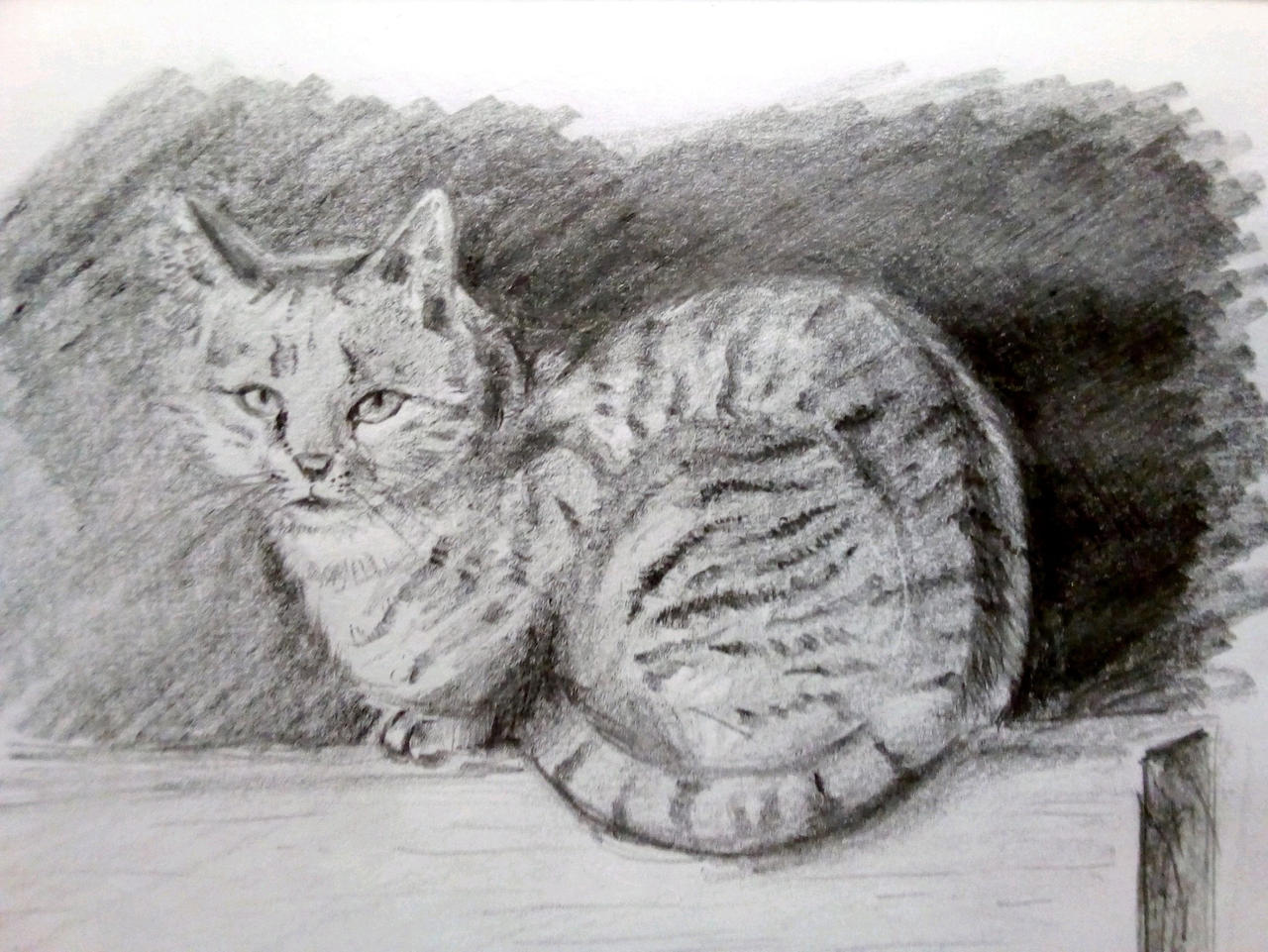 Cat Graphite Graphite cat by Musu16 on DeviantArt