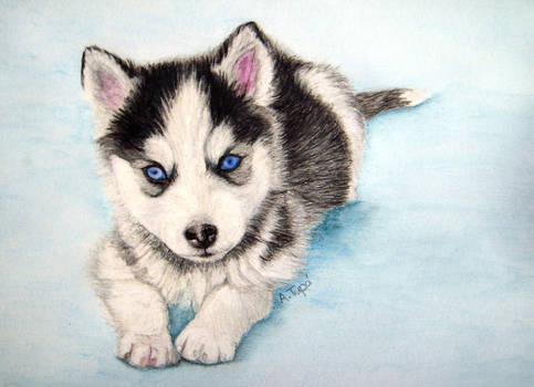 Husky puppy