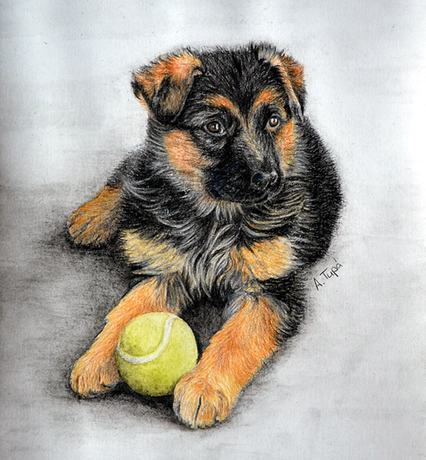 German Shepherd puppy