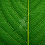 Firefly GPT Close-up of green plant leaf 932836 vl