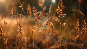 Wild grass in the forest at sunset. Macro image sh
