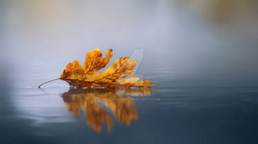 Macro Nature Autumn Wallpaperclean And Minimalism