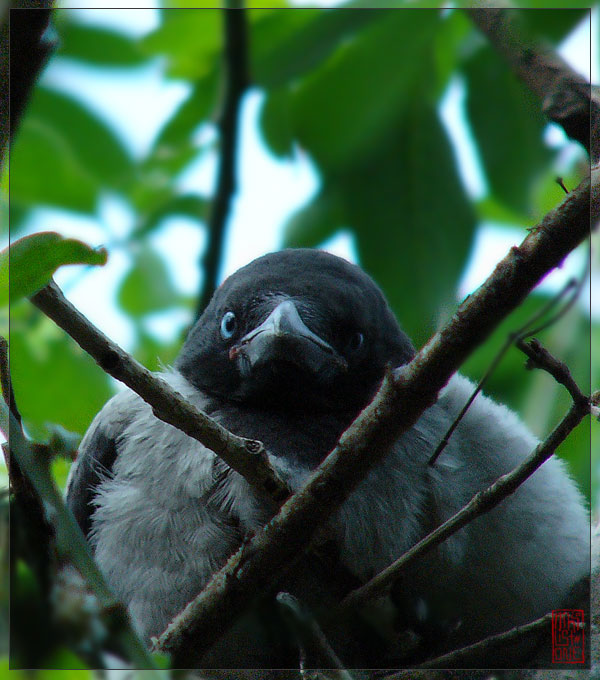 Crows: Blue Eyes