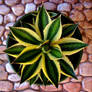 Agave