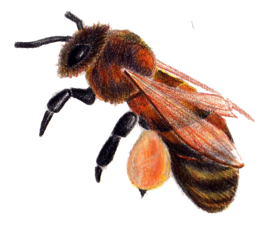 Bee Deviantart Style bee by kjen20 on DeviantArt