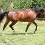 Bay Horse Trot Arched Neck Stock