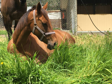 Chestnut Horse Lying Down Stock