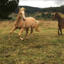 Palomino Gallop Horse Stock