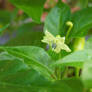 Hawaiian Chili Pepper Blossom