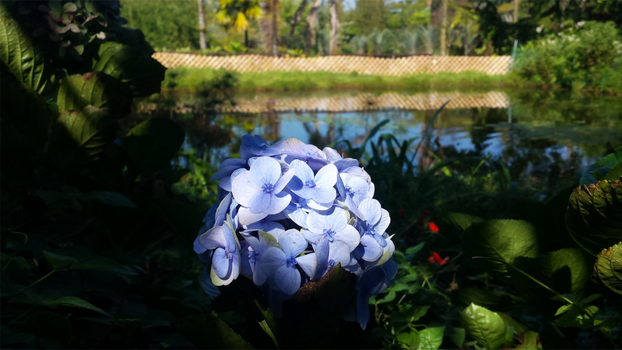 periwinkle pond