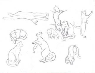 Cat study sketches part 1