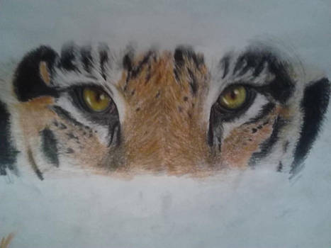 Tiger Eyes sketch