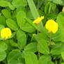 Little yellow flowery plants